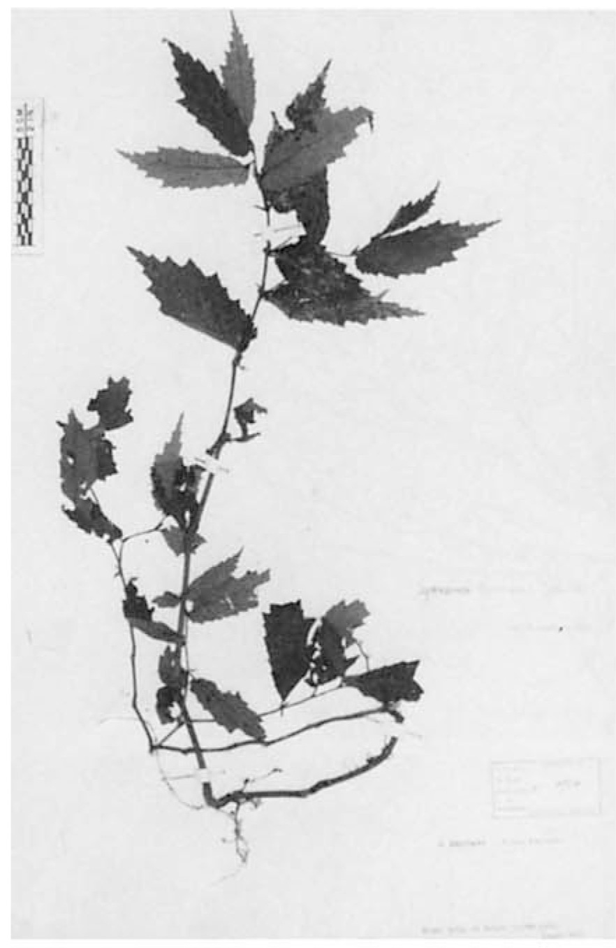 B. symbeccarii